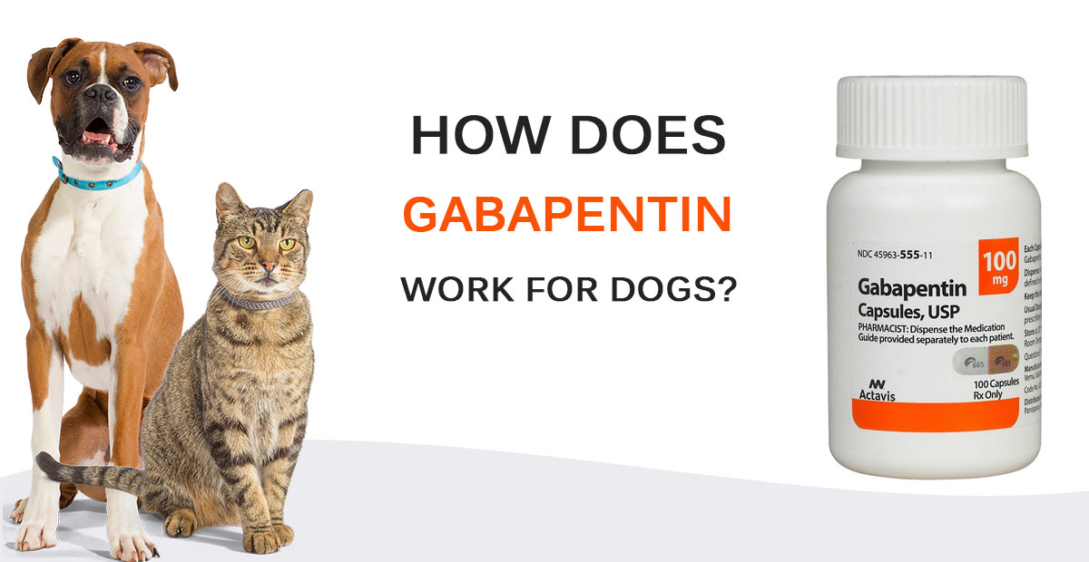 Gabapentin for dogs